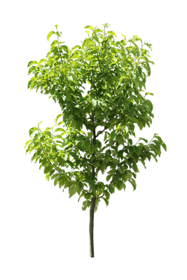 tree s 012 — Descargar