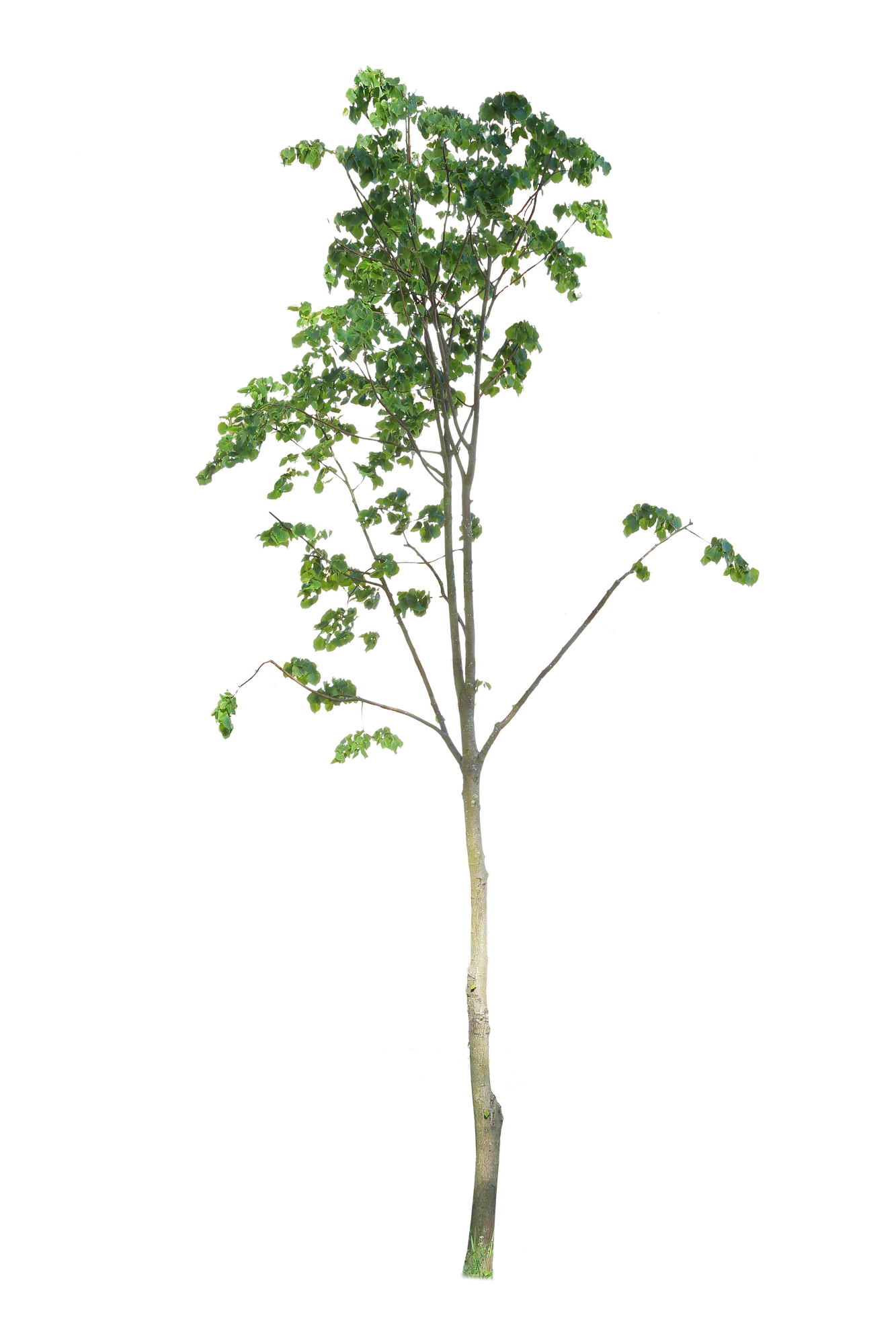 tree s 013 — Descargar