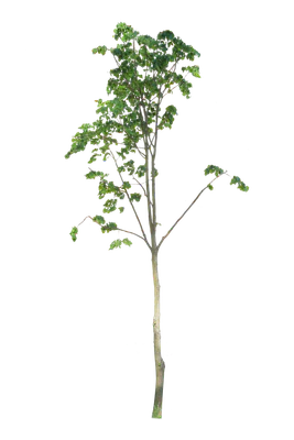 tree s 013 — Descargar
