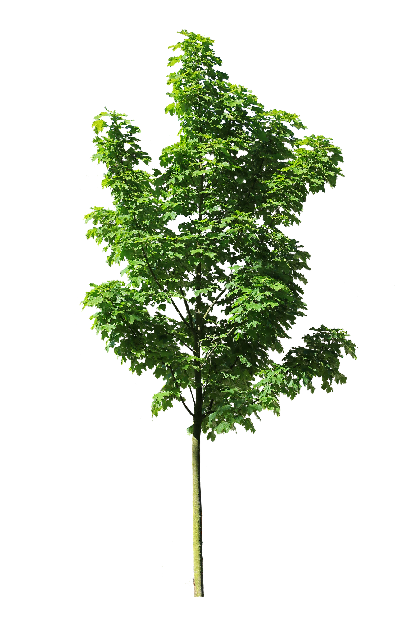 tree s 014 — Скачать