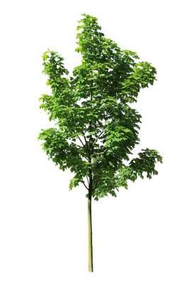 tree s 014 — Скачать