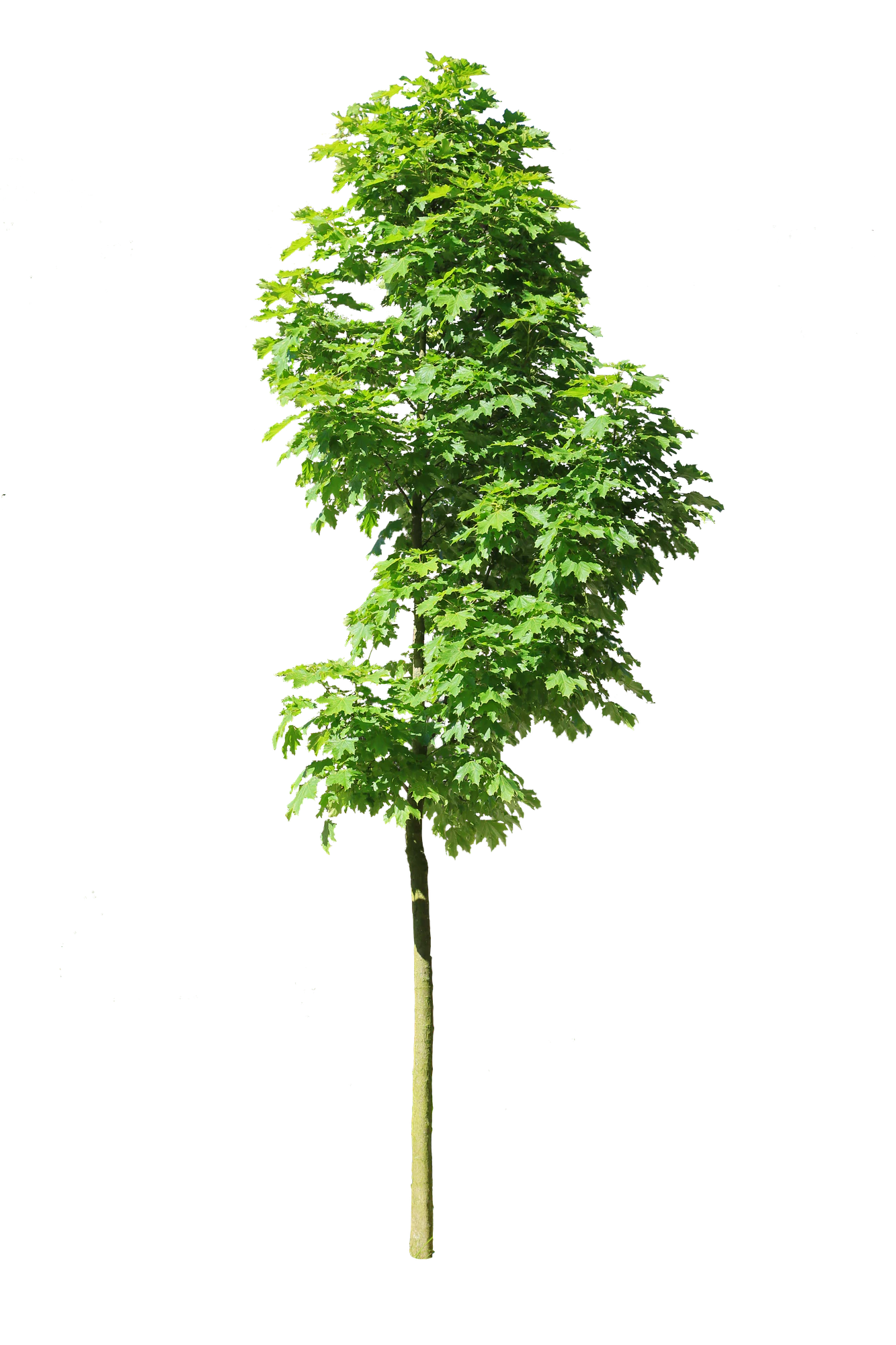 tree s 015 — Скачать