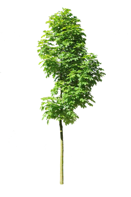 tree s 015 — Скачать