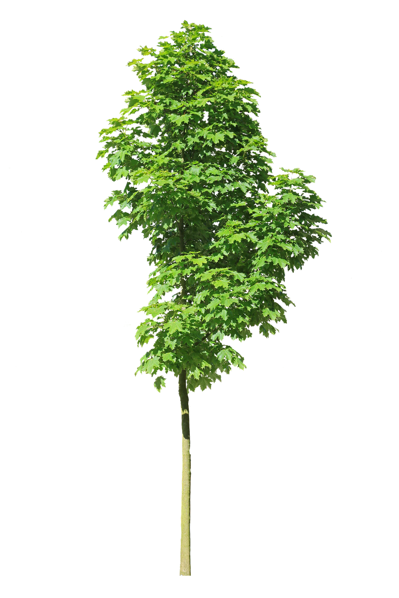 tree s 016 — Descargar