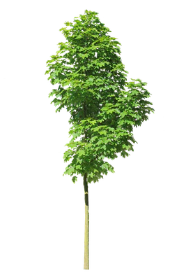 tree s 016 — Descargar