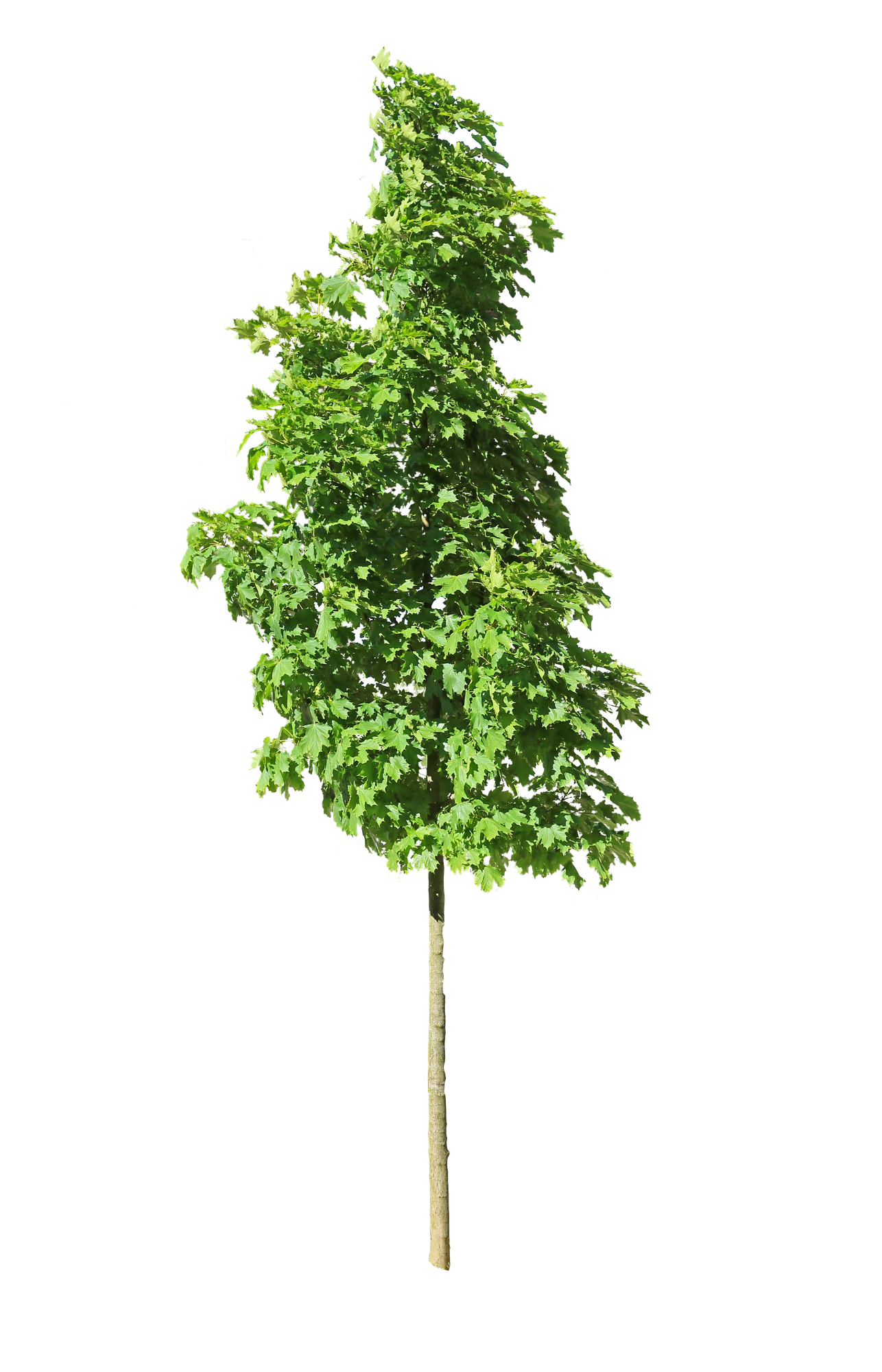 tree s 017 — Скачать