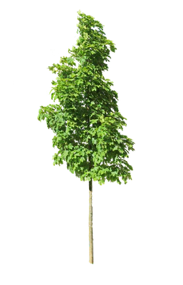 tree s 017 — Скачать