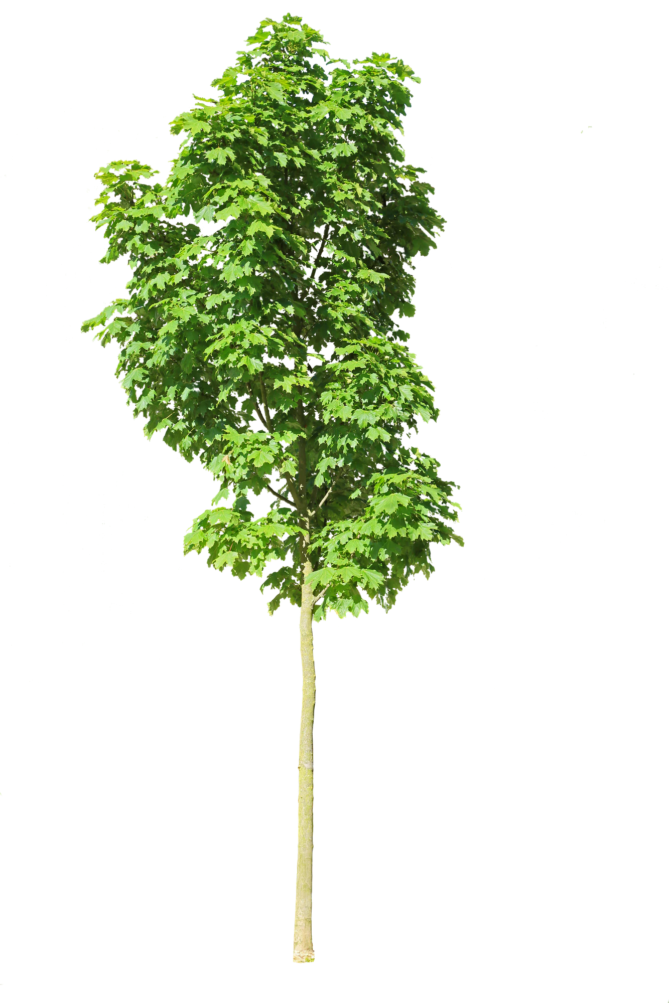 tree s 018 — Descargar
