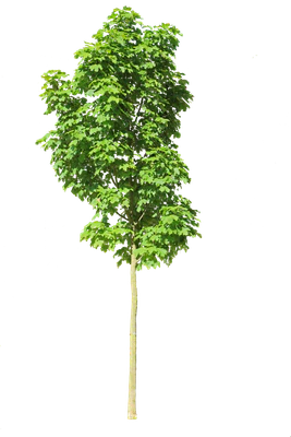 tree s 018 — Descargar