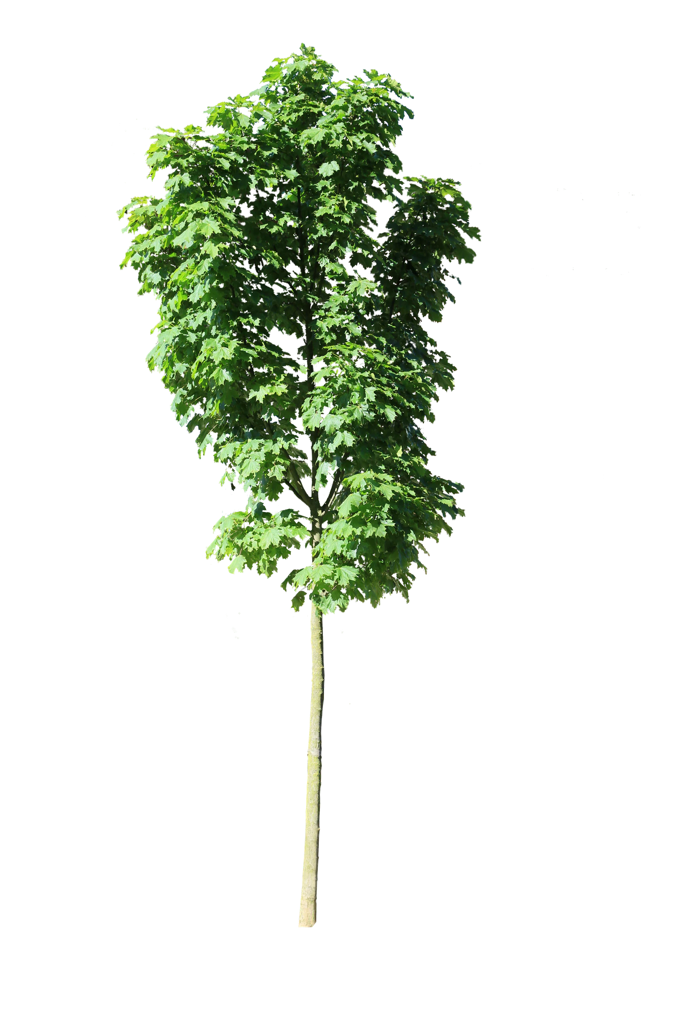 tree s 019 — Скачать
