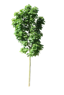 tree s 019 — Скачать