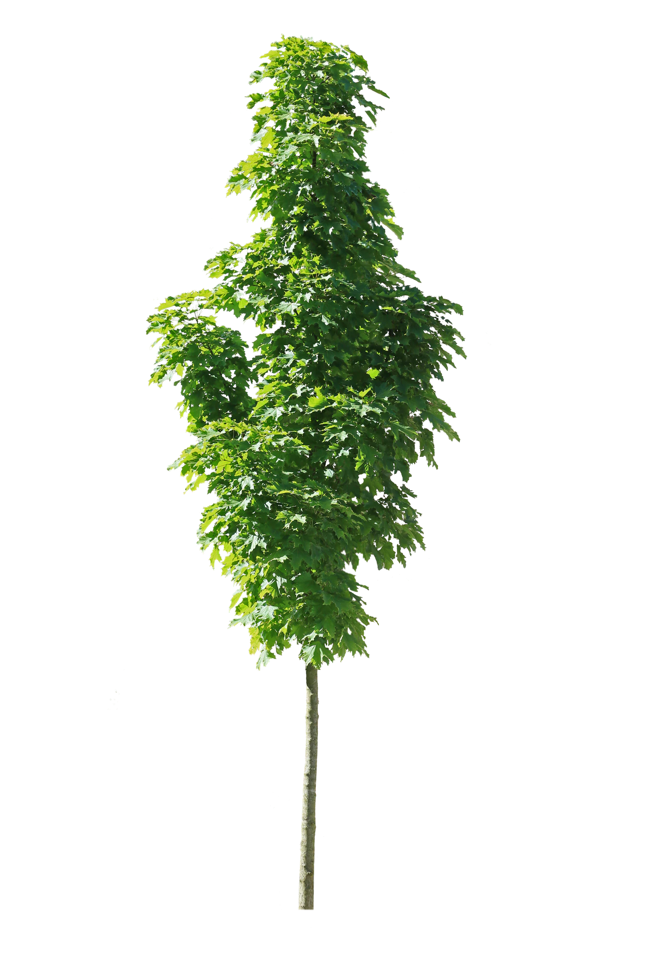 tree s 020 — Скачать
