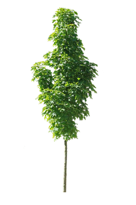 tree s 020 — Скачать