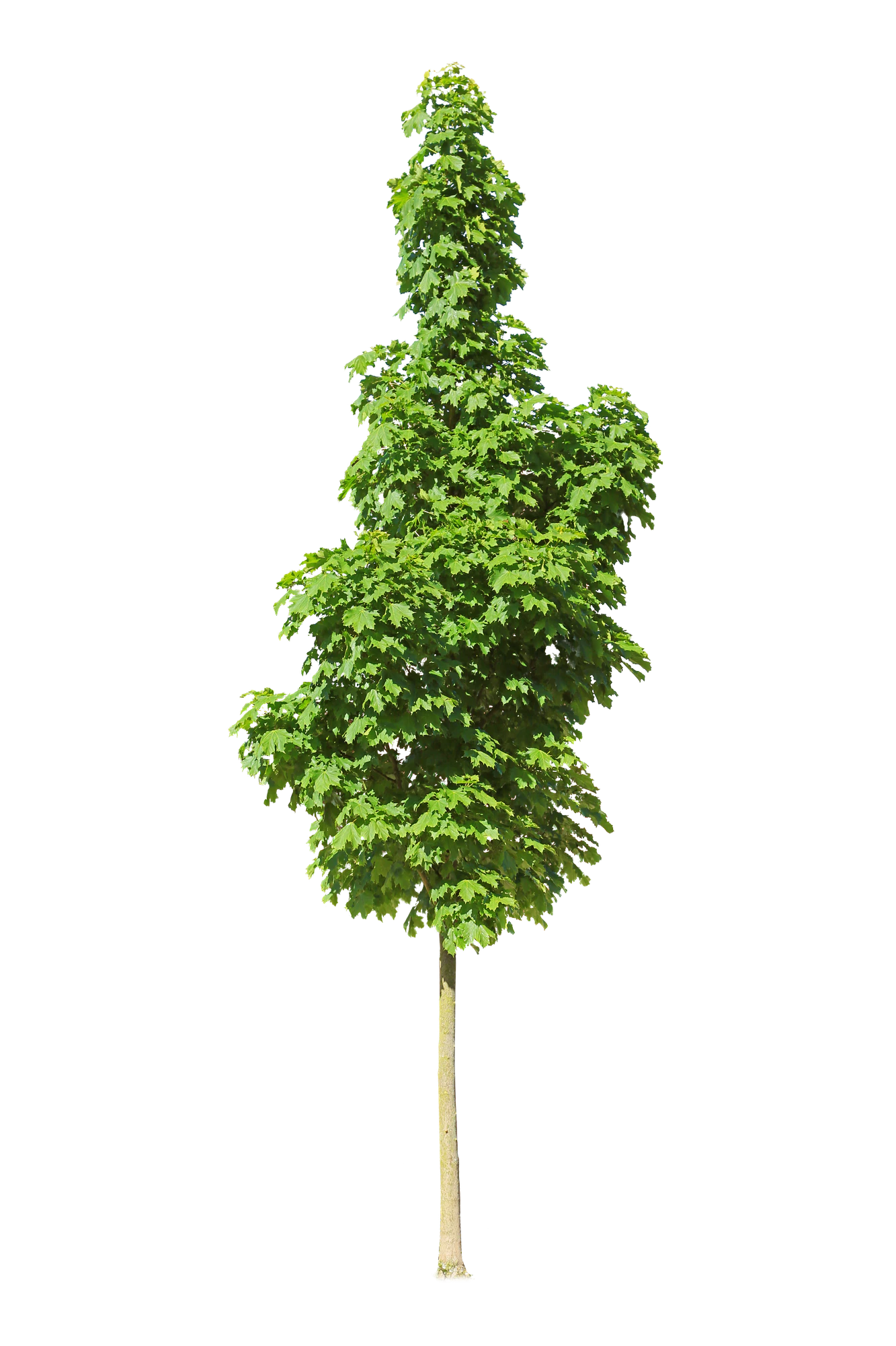 tree s 021 — Descargar