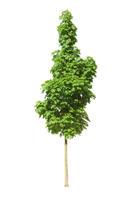 tree s 021 — Descargar