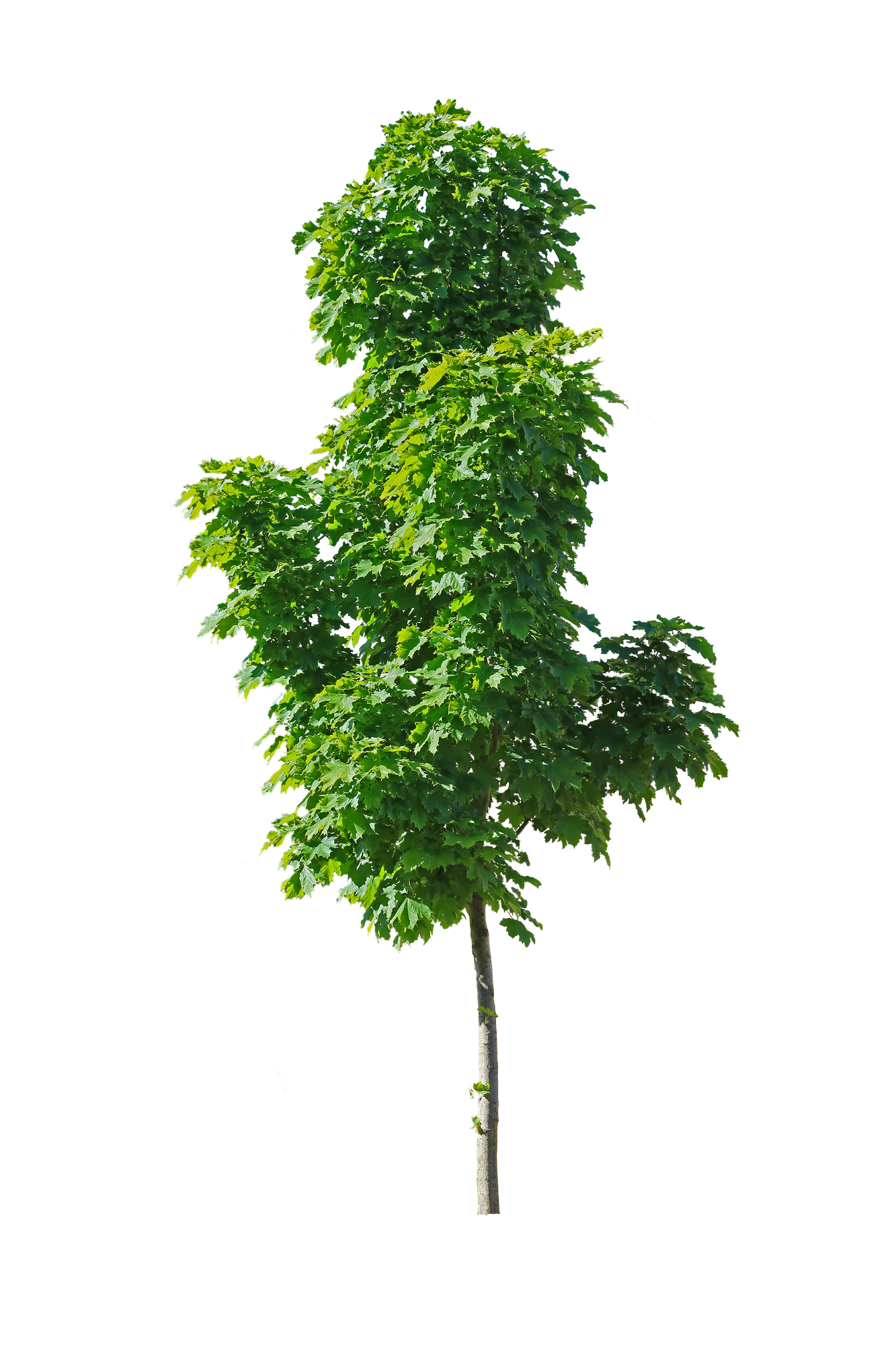tree s 022 — Descargar