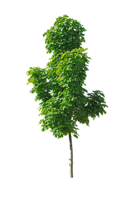 tree s 022 — Descargar
