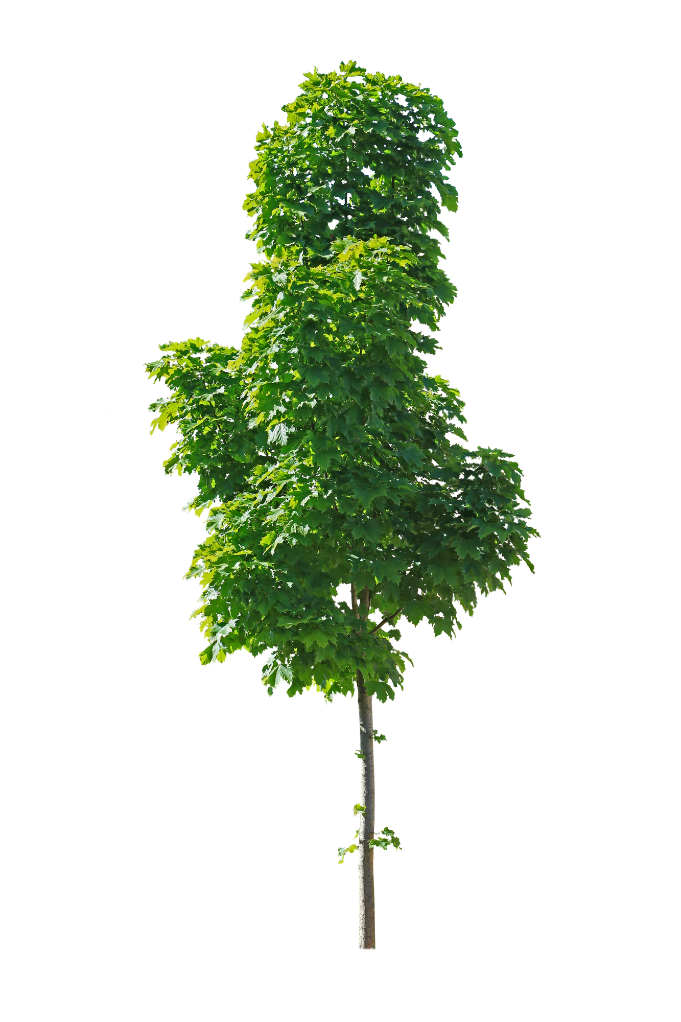 tree s 023 — Descargar