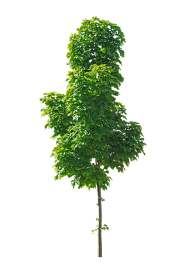 tree s 023 — Descargar