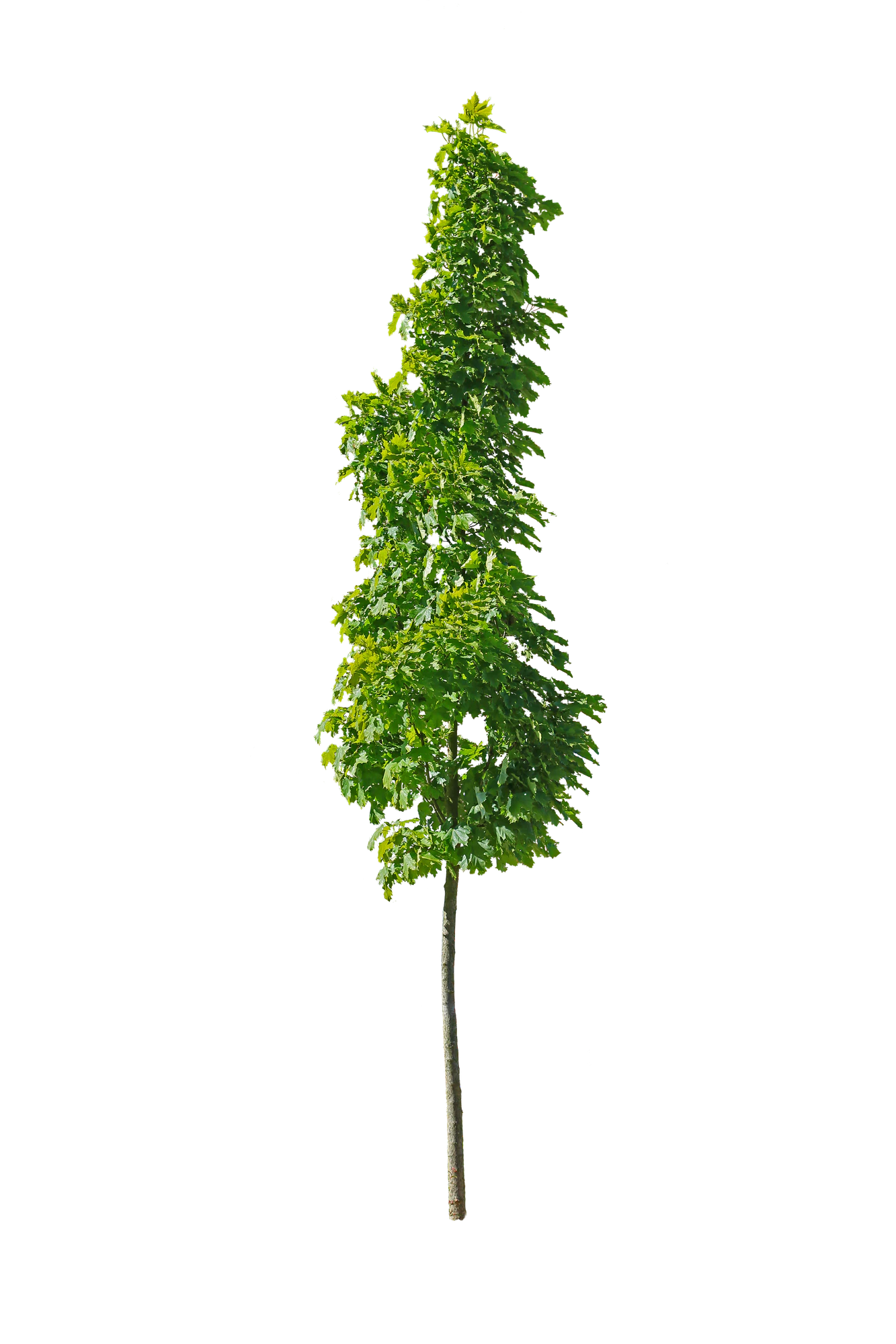 tree s 024 — Descargar