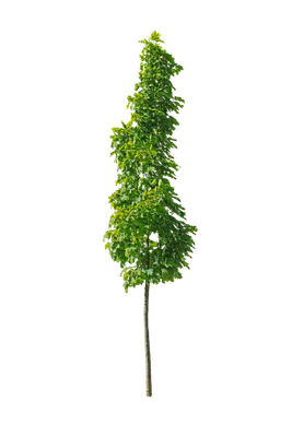 tree s 024 — Descargar