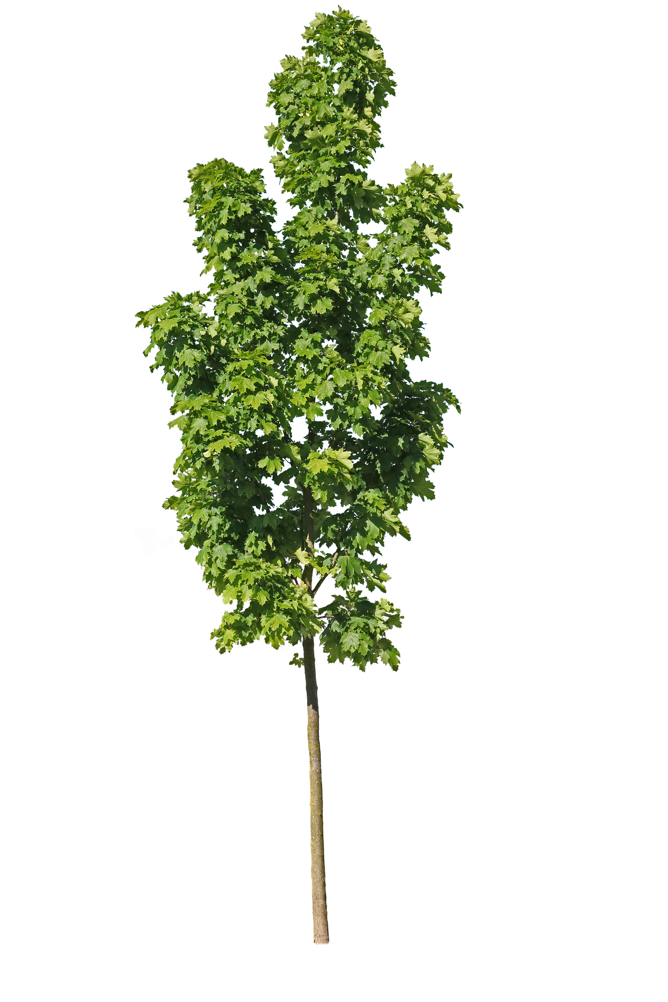 tree s 025 — Скачать