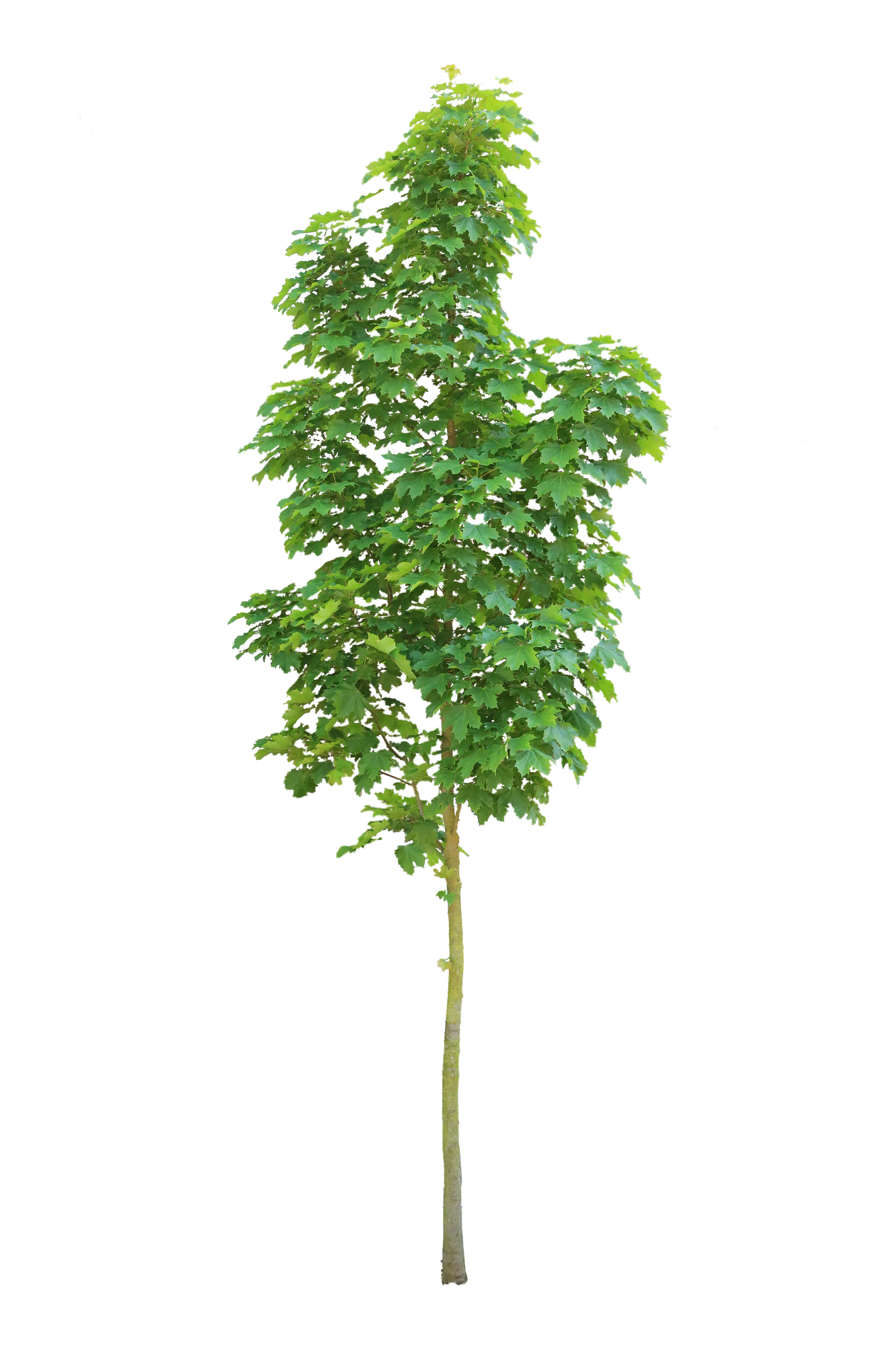 tree s 026 — Скачать