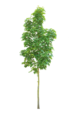 tree s 026 — download