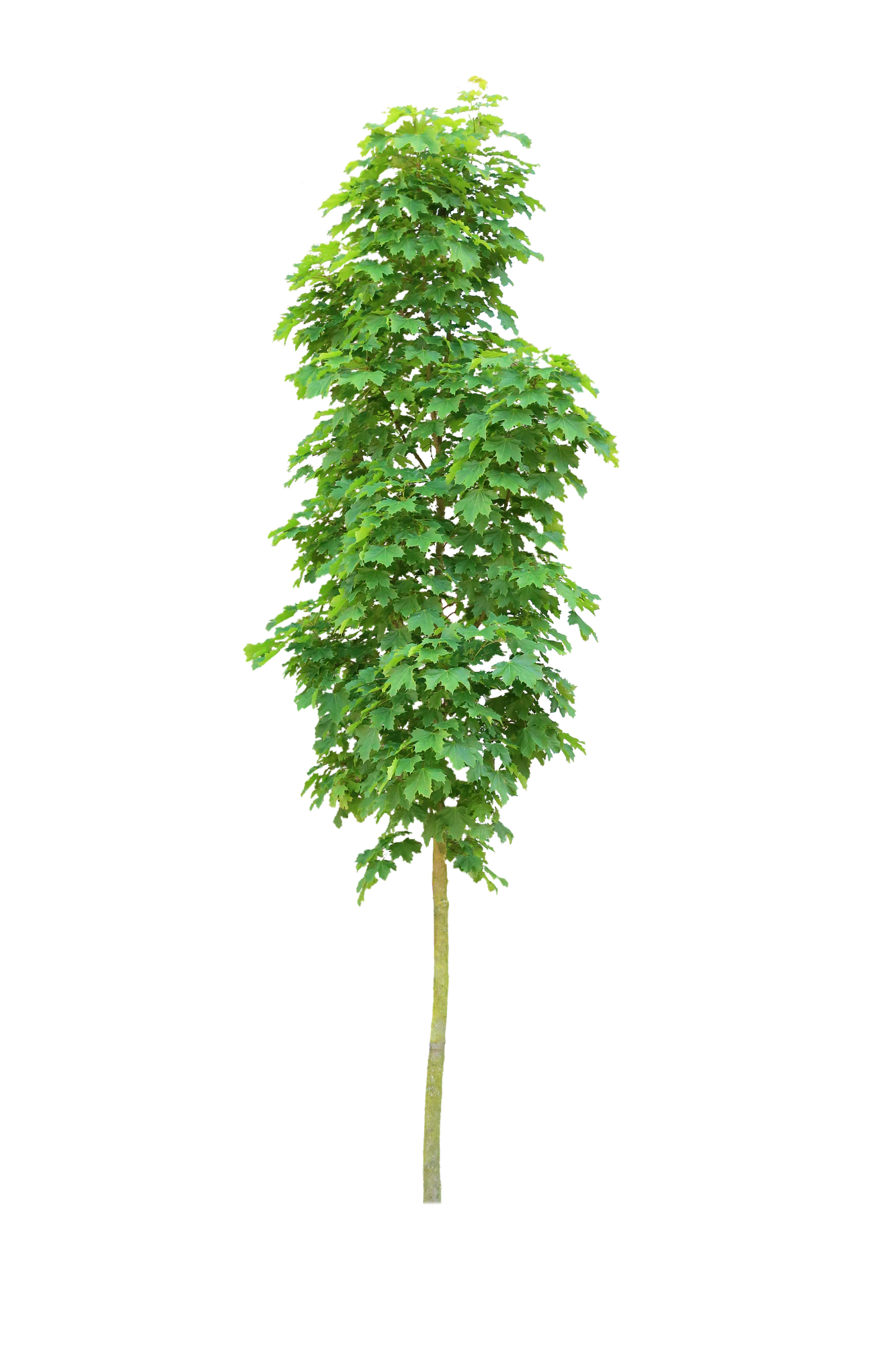 tree s 027 — Скачать