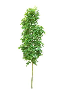 tree s 027 — download