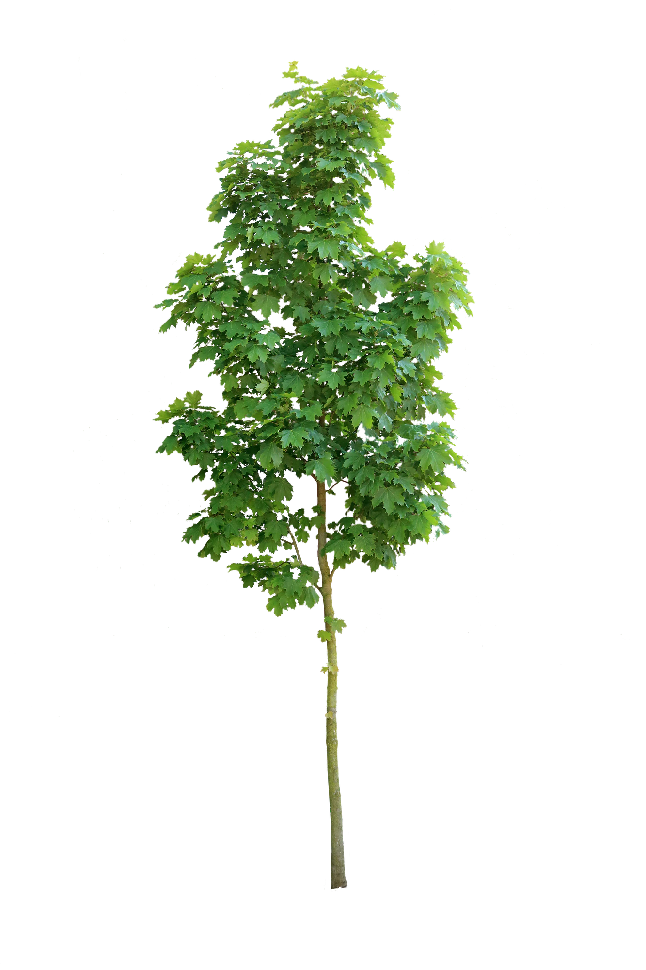 tree s 028 — Скачать