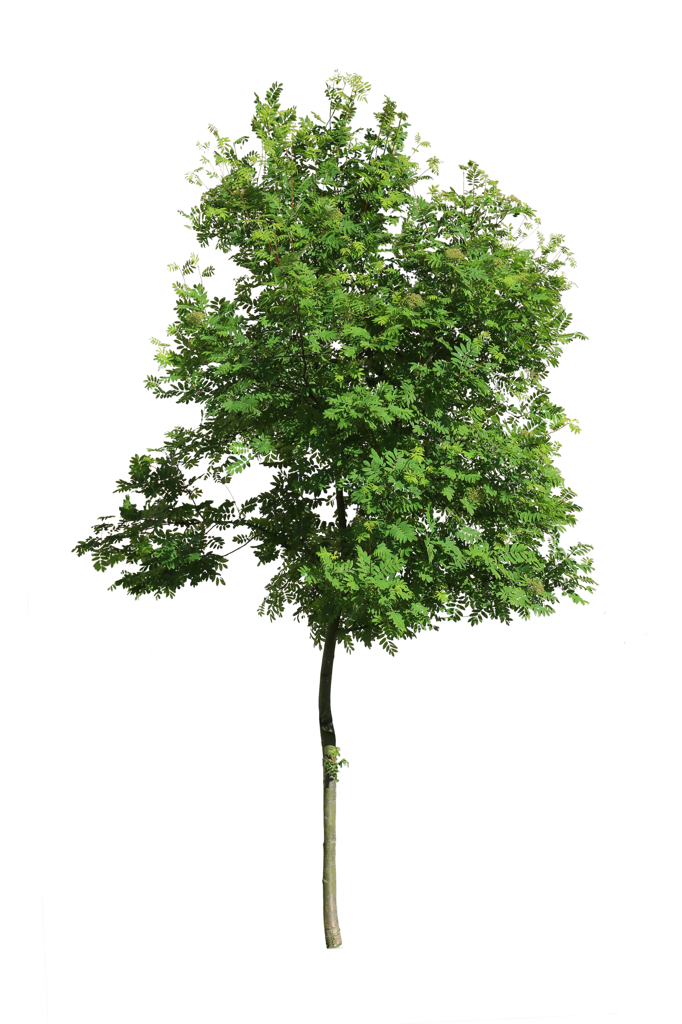 tree s 029 — Скачать