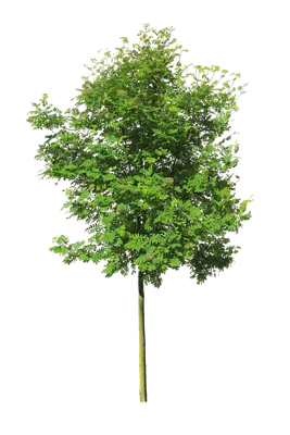 tree s 030 — download