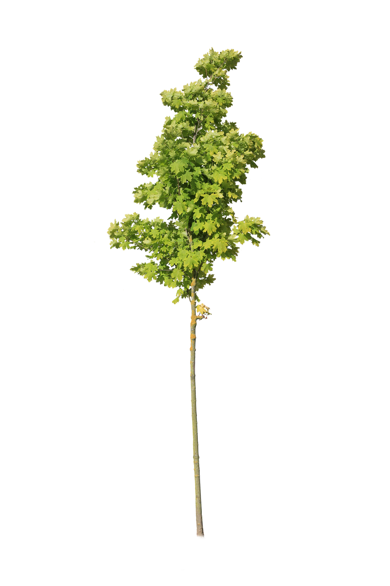 tree s 031 — Скачать