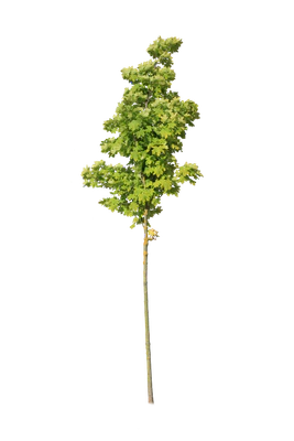 tree s 031 — download