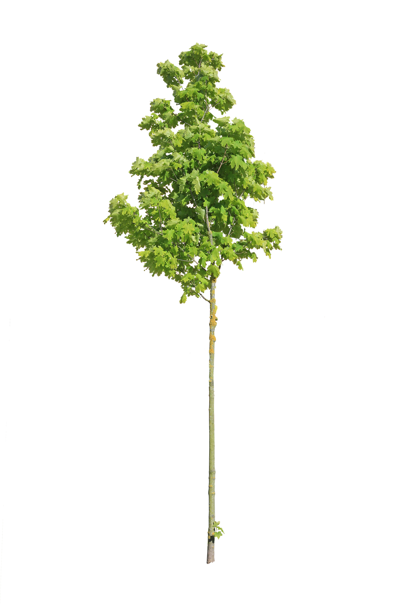 tree s 032 — Скачать