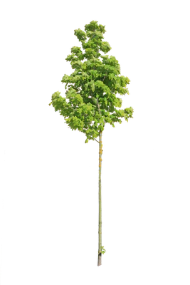 tree s 032 — download