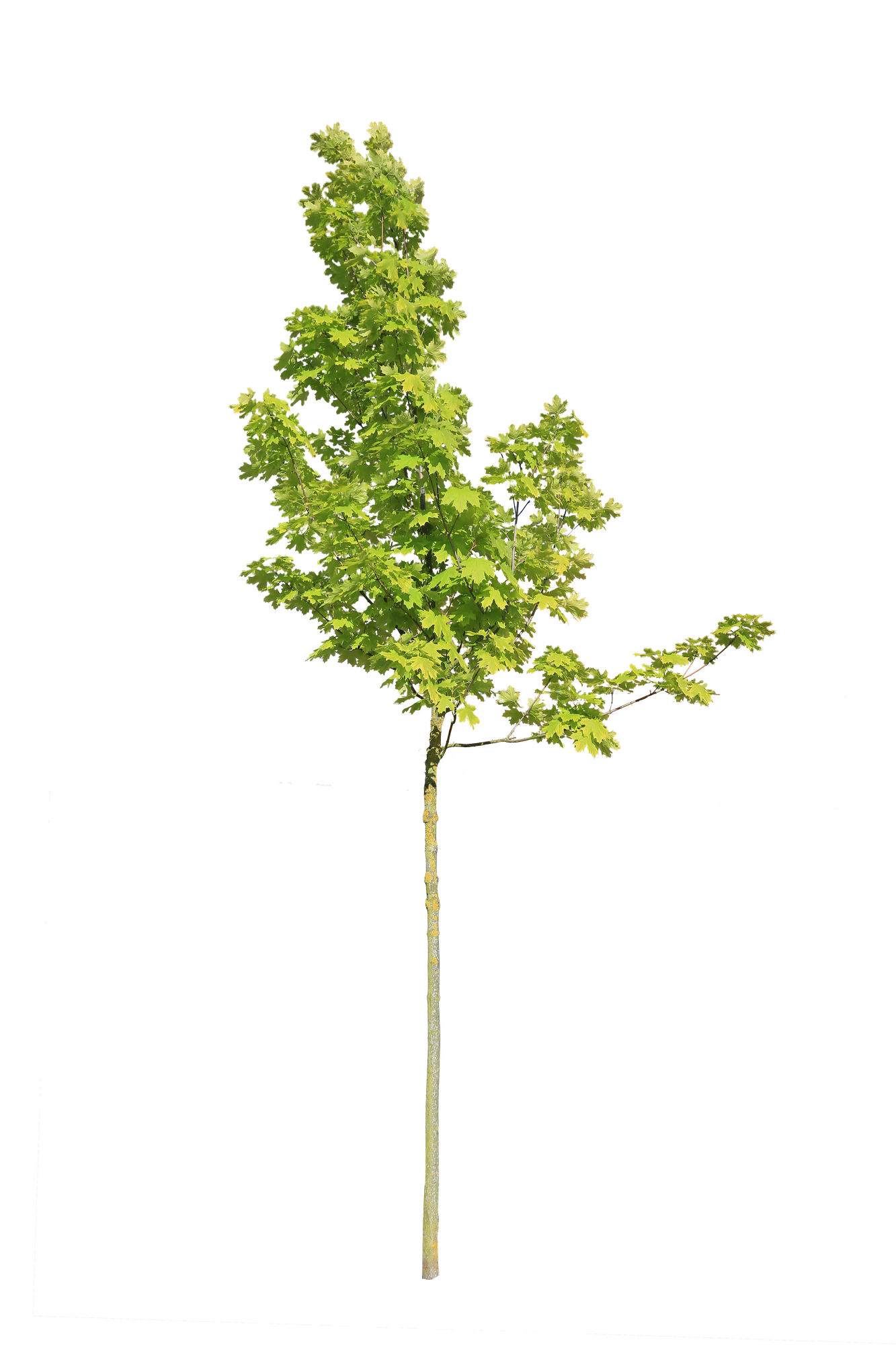 tree s 033 — Скачать