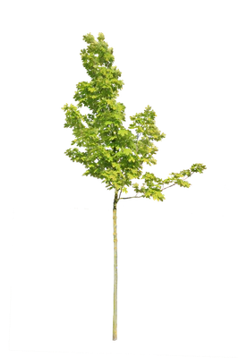 tree s 033 — download