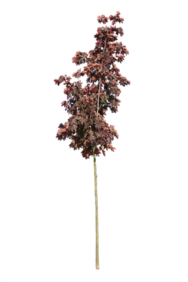 tree s 034 — download