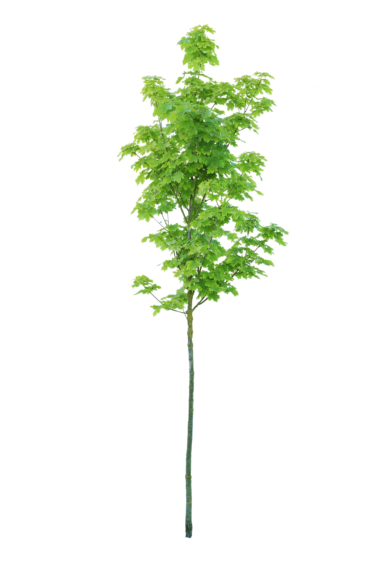 tree s 035 — Скачать