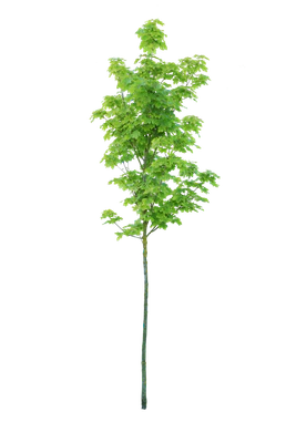 tree s 035 — download