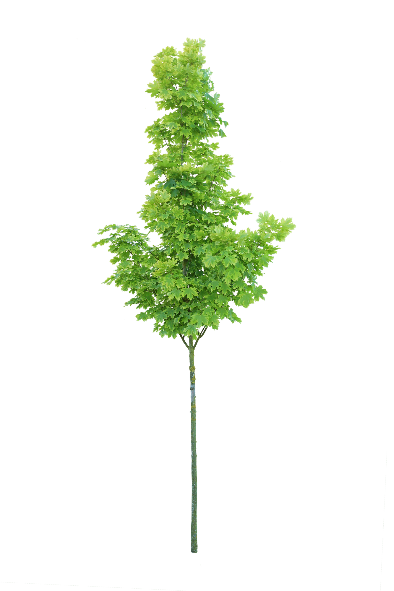 tree s 036 — Скачать