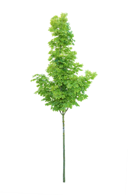 tree s 036 — download