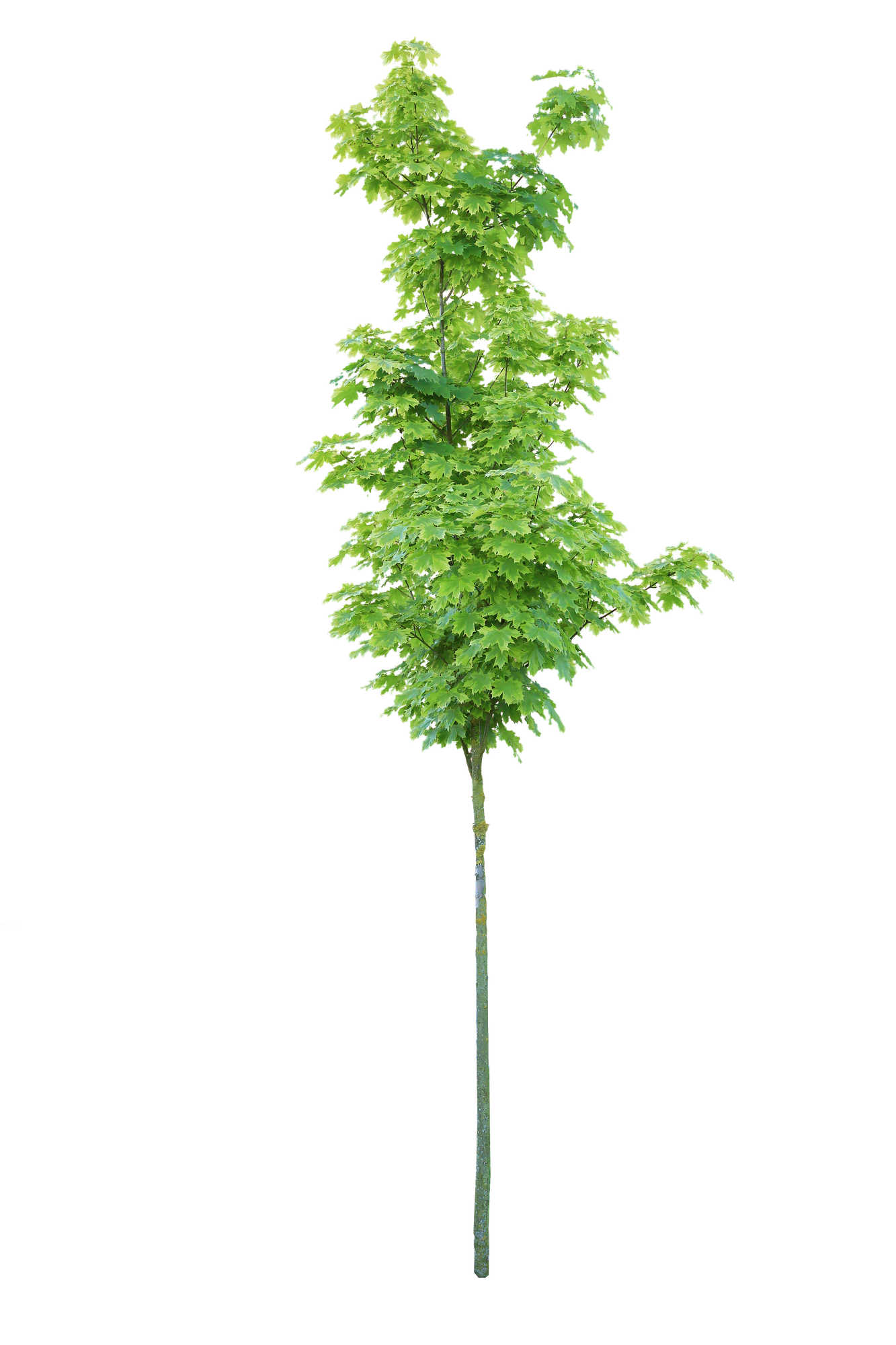 tree s 037 — Скачать