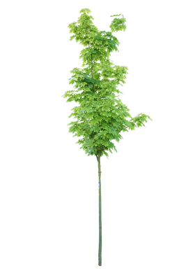 tree s 037 — download