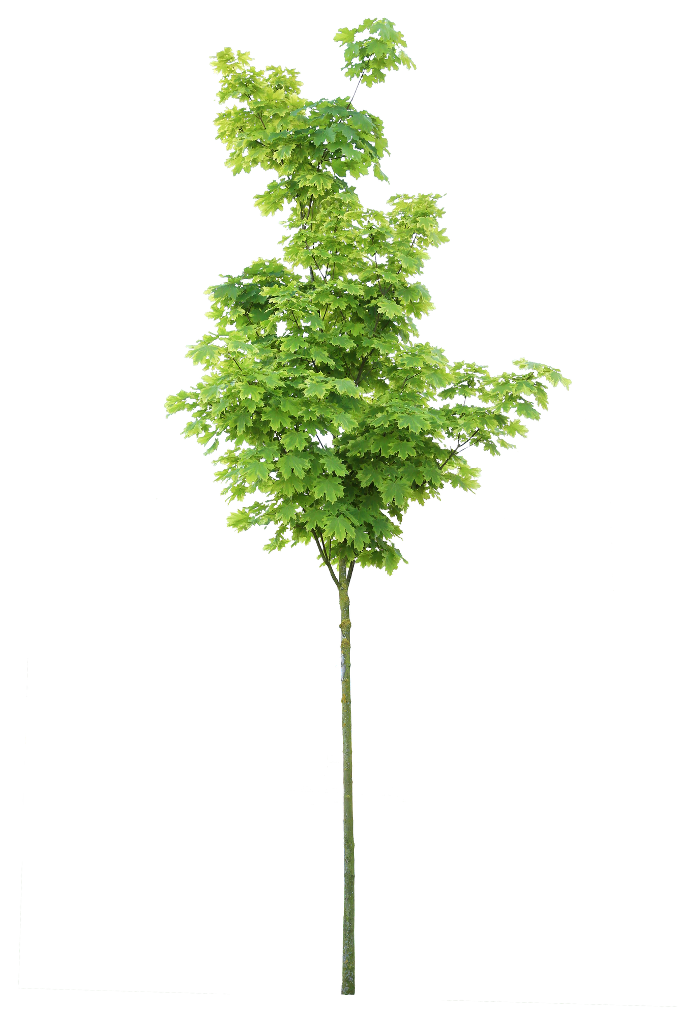 tree s 038 — Скачать