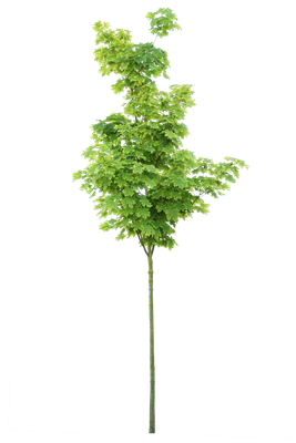 tree s 038 — download