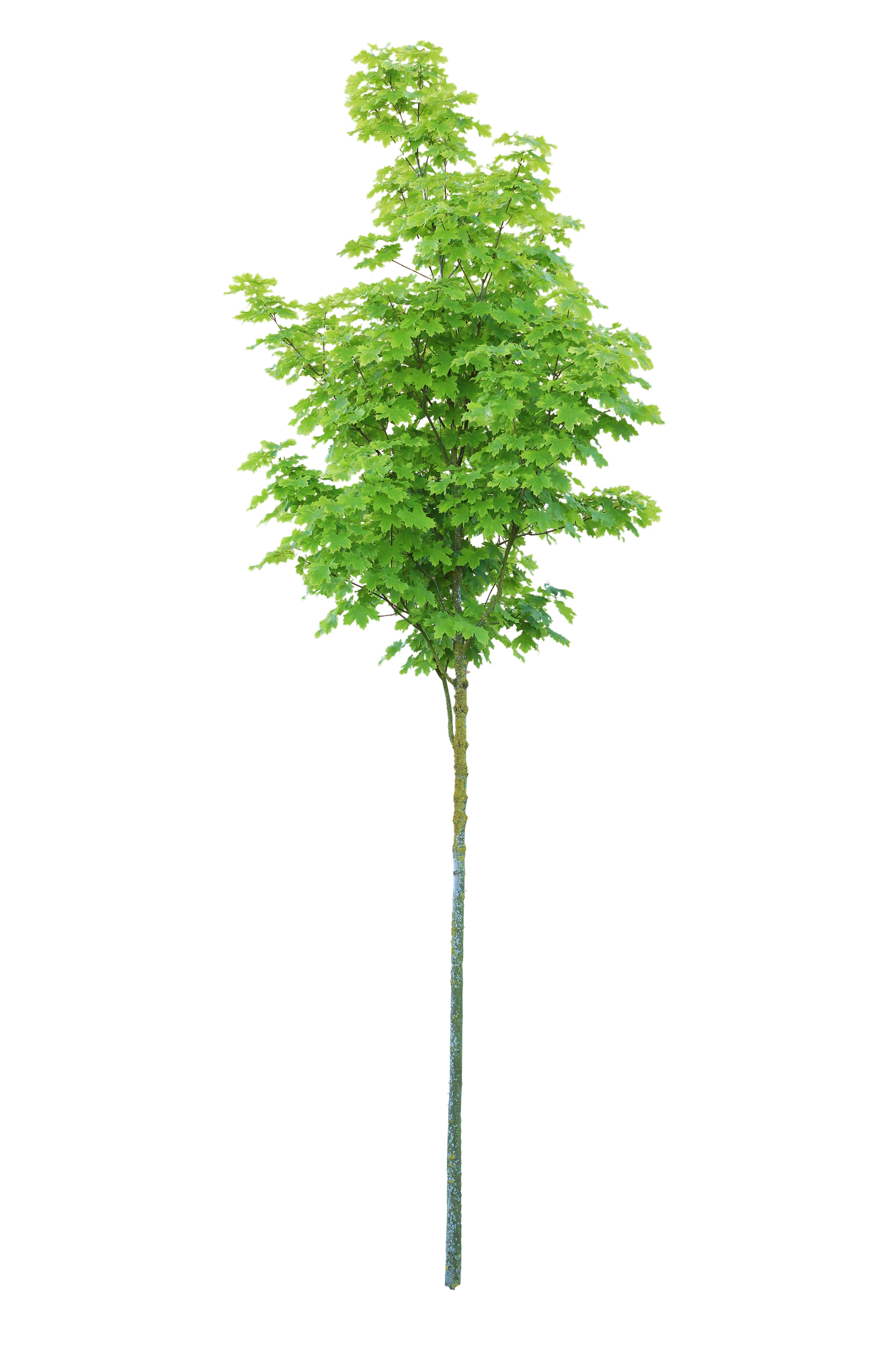 tree s 039 — Скачать