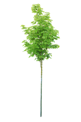 tree s 039 — download